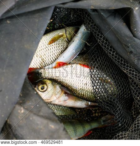 Caught Fish On The Shore In A Fishing Cage. Rudd - Scardinius Erythrophthalmus