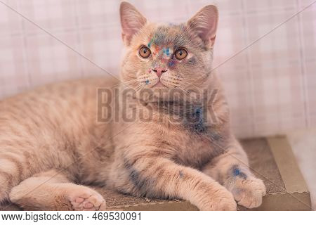Peach-beige Beautiful Cat Of The British Breed Lies, On Her Muzzle There Are Multi-colored Colors Of