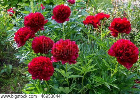 Red Peony Albiflora. Paeonia Officinalis Command Performance In The Garden