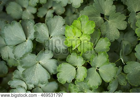 Green Leaves Of Limerucks, Columbine Leaves In The Garden. Summer And Spring Time