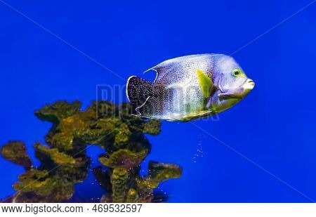 Beautiful Blue Fish Swimming In The Aquarium, Pomacanthus Semicirculatus, Semicircle Angelfish, Kora