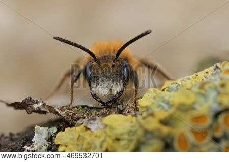 Detaled Facial Closeup On A Male Tawny Mining Bee, Andrena Haemorrhoa, With It's Large Jaws