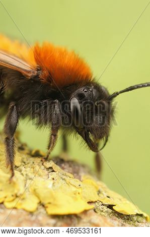 Detaled Vertical Facial Closeup On A Female Tawny Mining Bee, Andrena Haemorrhoa, Sitting On A Twig