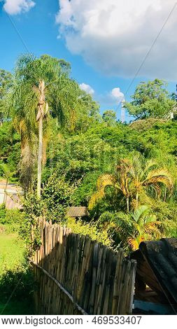 Coconut Trees And A Beautiful Bamboo Grove Forming A Green Landscape On A Beautiful Sunny Day