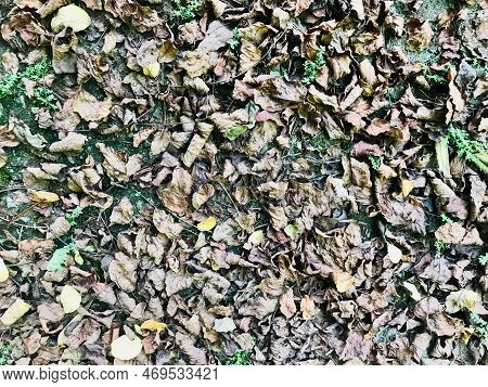 Texture Of Natural Brown Dry Leaves Amid Wild Nature