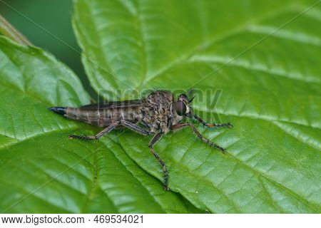 Natural Closeup On The Robberfly, Tolmerus Cingulatus , Sitting On A Green Leaf