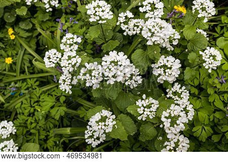Pachyphragma Is A Genus Of Flowering Plants Belonging To The Family Brassicaceae. Its Native Range I