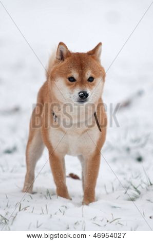 Dog In Snow