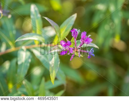 Flowers Of Fireweed, Chamaenerion Angostifolium On A Sunny Summer Day