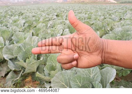 Finger Sign With Cabbage Farm For Deaf
