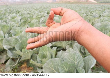 Finger Sign With Cabbage Farm For Deaf