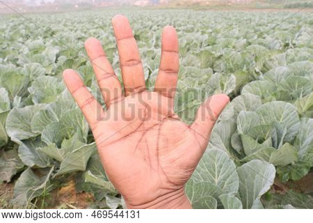 Finger Sign With Cabbage Farm For Deaf