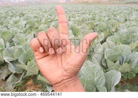 Finger Sign With Cabbage Farm For Deaf
