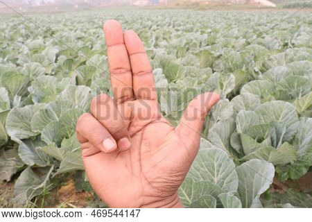 Finger Sign With Cabbage Farm For Deaf