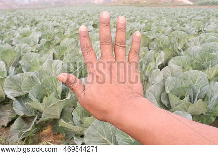 Finger Sign With Cabbage Farm For Deaf