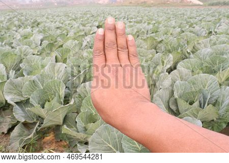 Finger Sign With Cabbage Farm For Deaf