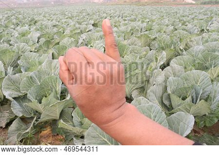 Finger Sign With Cabbage Farm For Deaf