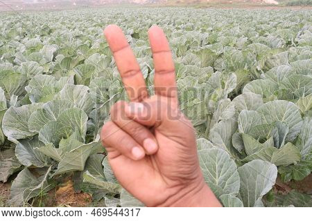 Finger Sign With Cabbage Farm For Deaf
