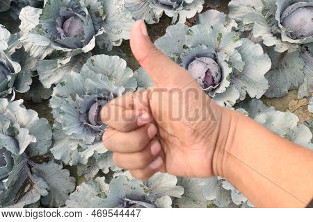Finger Sign On Violet Colored Cabbage Farm For Deaf
