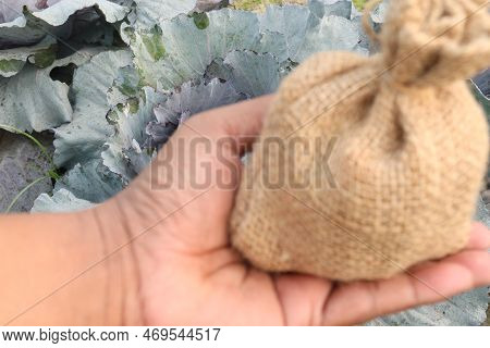 Money Bag With Cabbage Farm This Is Cash Crops