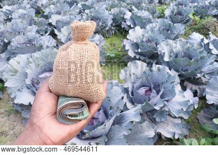 Money Bag With Cabbage Farm This Is Cash Crops