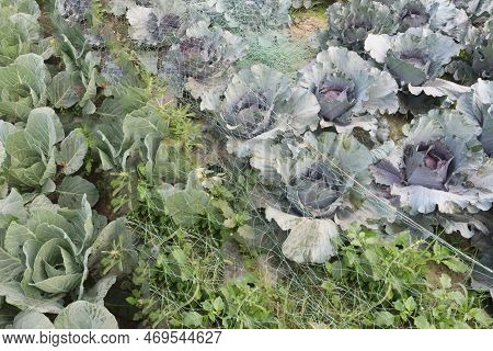 Cabbage On Farm For Harvest This Is Cash Crops