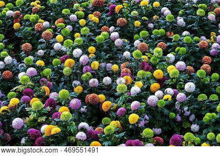 Pompon Dahlias Flowers In The Garden