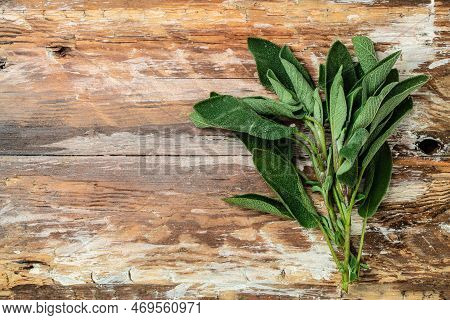 Sage On A Wooden Background, Homeopathy Aromatherapy. Herbal Treatment. Living Plant Salva. Medicine