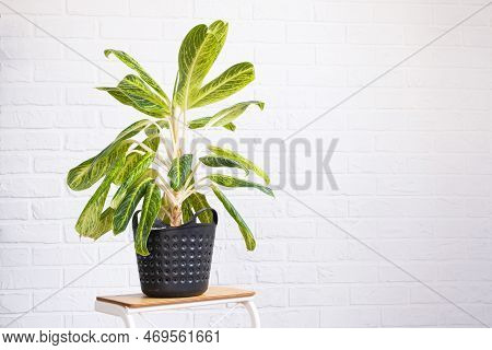 Aglaonema Close-up In The Interior On Table. Houseplant Growing And Caring For Indoor Plant, Green H