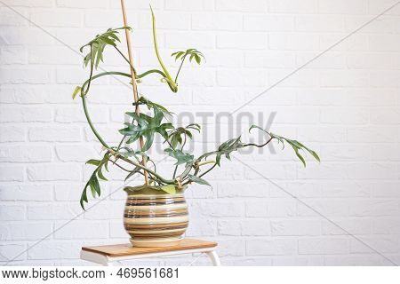 Philodendron Mayo In The Interior Of The House. Carved Leaves Of A Houseplant In A Pot. Care And Cul
