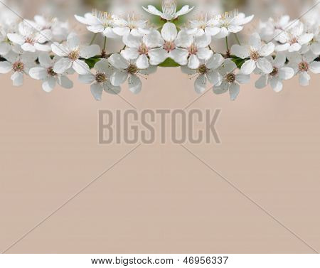 Apple Flowers,spring Blossom On Pastels With Space.