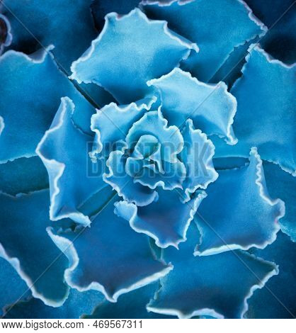 Close-up Top View Macro Exotic Succulents Leaves Abstract Soft Blue Green Dark Background.flat Lay N