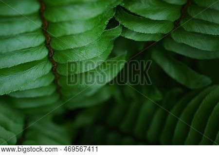 Close-up Macro Bright Green Leaves Fern Texture Tropical Forest Plant In Soft Focus Background.biolo