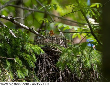Thrush Chicks Are In The Nest, They Open Their Beaks And Ask For Food. Nest On The Branches Of Spruc