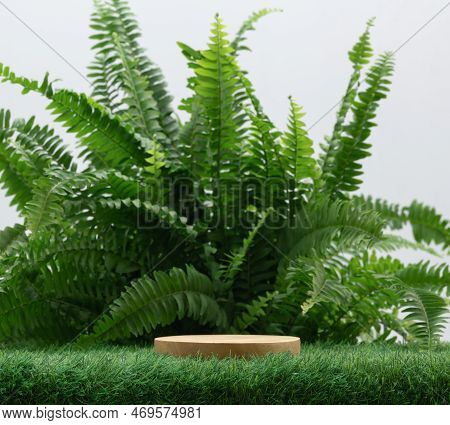 Empty Wood Podium On Green Grass Fern Tropical Forest Plant On White Background.cosmetics And Moistu