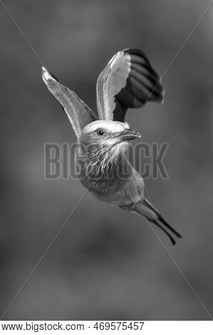 Mono Lilac-breasted Roller Flies Towards Camera Turning