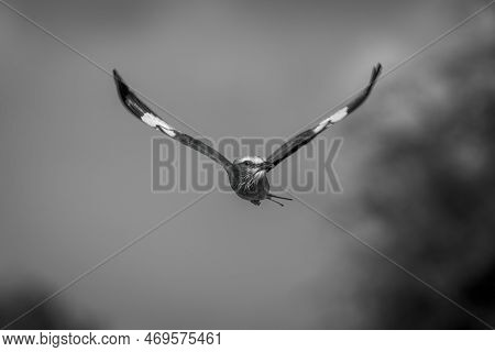 Mono Lilac-breasted Roller Flies With Wings Spread