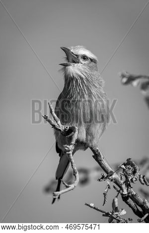 Mono Lilac-breasted Roller On Branch Opening Beak
