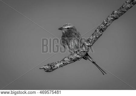 Mono Lilac-breasted Roller On Branch Against Sky