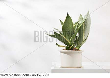 Sansevieria Dwarf Varieties In Minimalist White Ceramic Pots. Dracaena Trifasciata Golden Hahnii