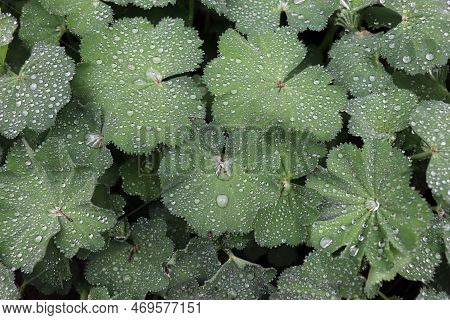 Detail Of Raindrops On Alchemilla Mollis Plant Leaf. Alchemilla Mollis Is A Healing Plant. The Conce