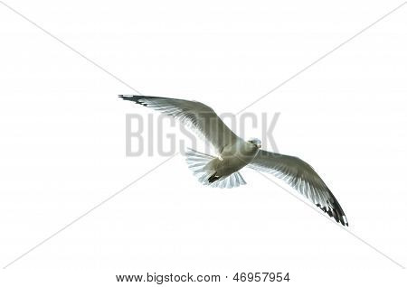 Flying Seagull