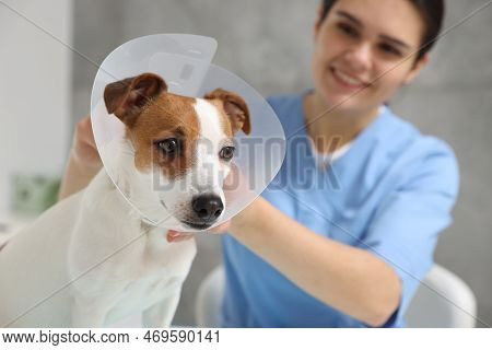 Veterinarian Putting Medical Plastic Collar On Jack Russell Terrier Dog In Clinic, Focus On Pet