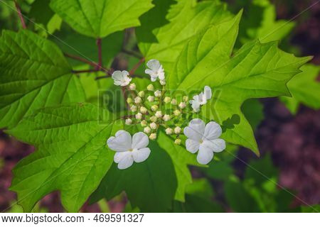 Jasmine Bud Flowers Jasminum Sambac Harvest For Sale Or Used To Make Flower Garlands, Top View Flowe