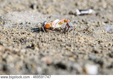 Fiddler Crabs, Ghost Crabs Orange Red Small Male Sea Crab Colorful. One Claw Is Larger And Used To W