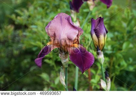 Iris Ambassadeur, Bearded Iris Germanica Purple Pink Flowers In Summer Garden