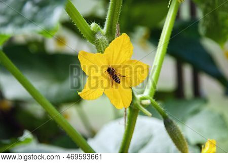 Bee Pollinating Cucumber Plant Flower In Greenhouse
