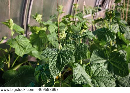 Cucumber Plants Growing In Greenhouse, Cucumber Vines, Plant Support String