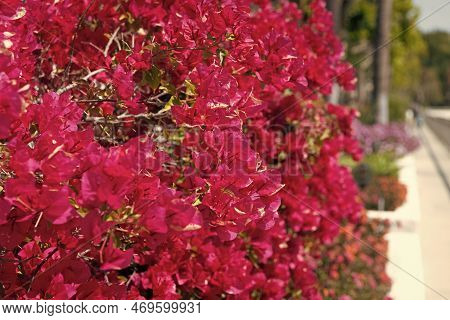Bougainvillea With Pink Bracts. Blooming Bougainvillea Glabra. Flowering Paperflower Shrub