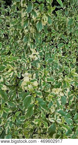 Euonymus Fortune Plant. Also Known As Spindle, Fortune Spindle, Winter Creeper Or Wintercreeper.